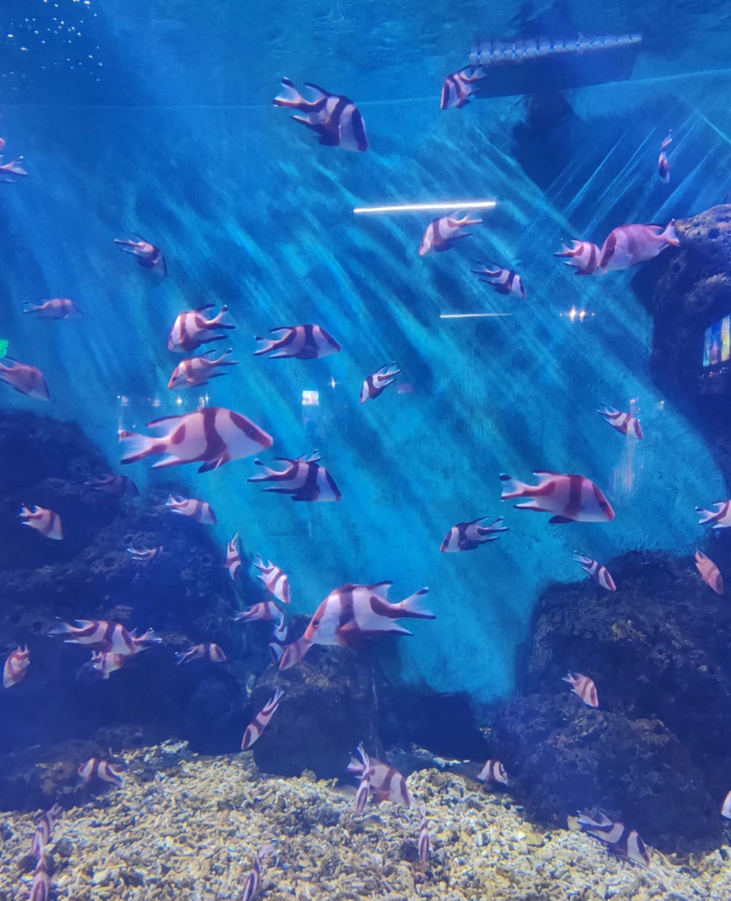 探索极地海洋世界：尽享刺激与美景，畅游山东的海洋奇观